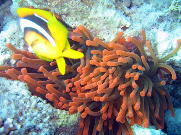 Anemonenfisch2