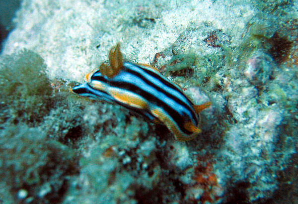 Chromodoris_geschaerft